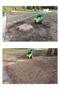 Favágás után tuskómarás Szentendrén